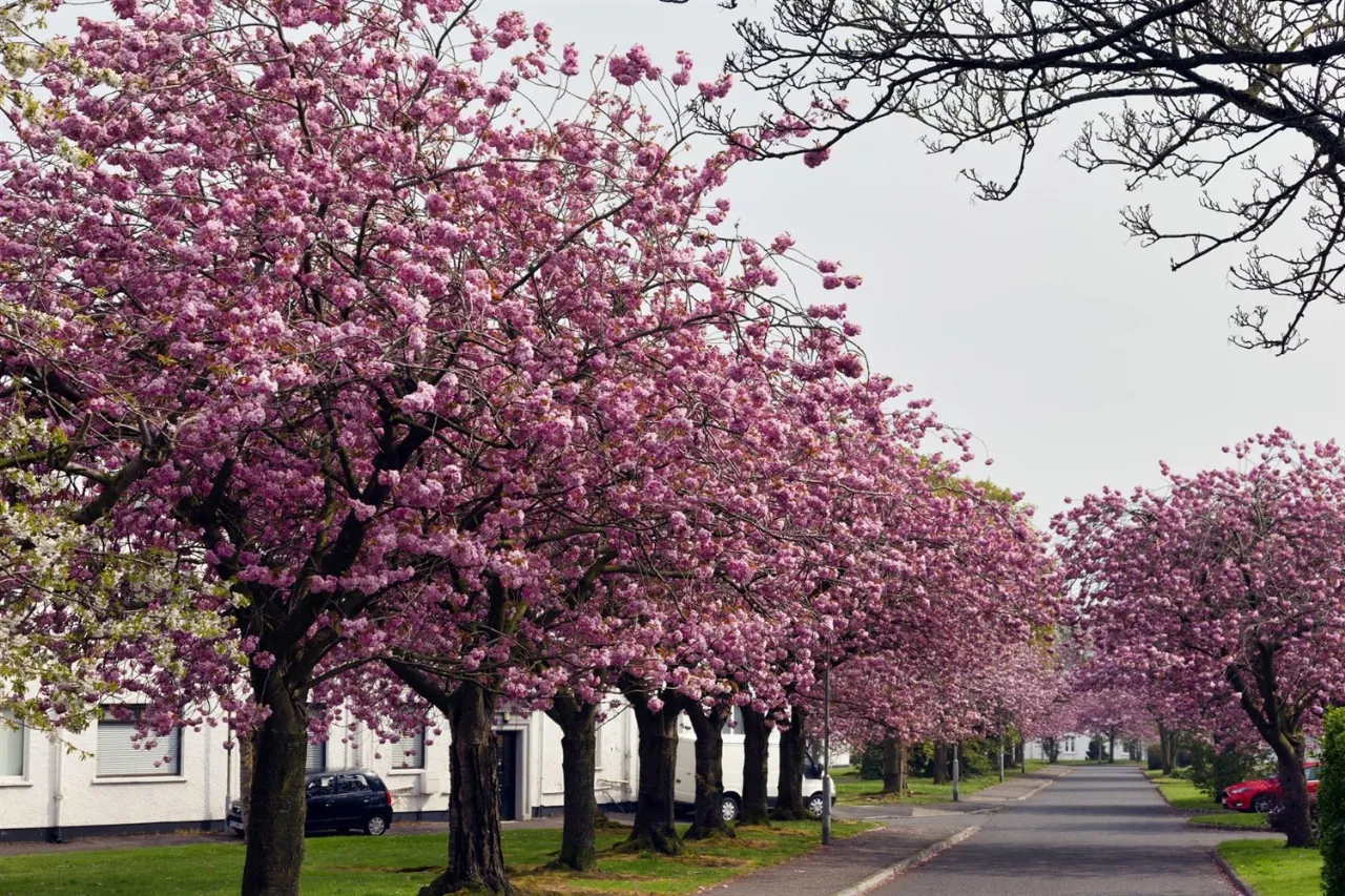 2 Bedroom Apartments At Merville Garden Village, Newtownabbey, BT37 9TR, 